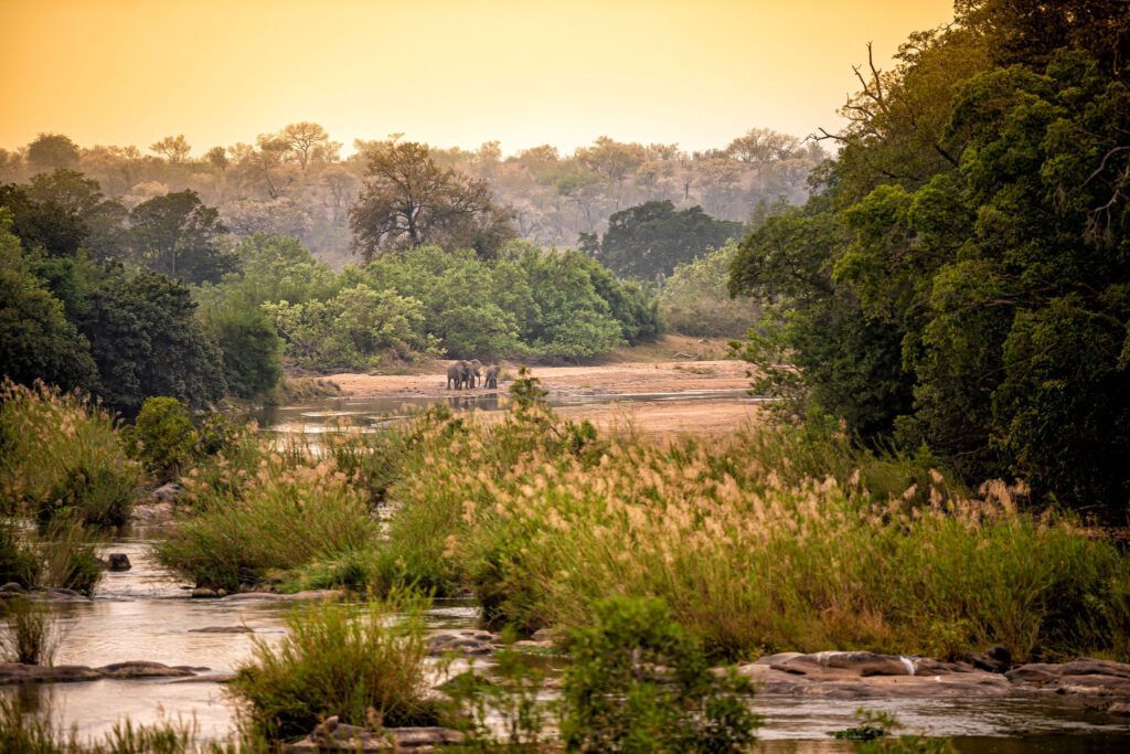 Sunlit marshland with shallow water, tall grasses, and dense trees under a golden sky