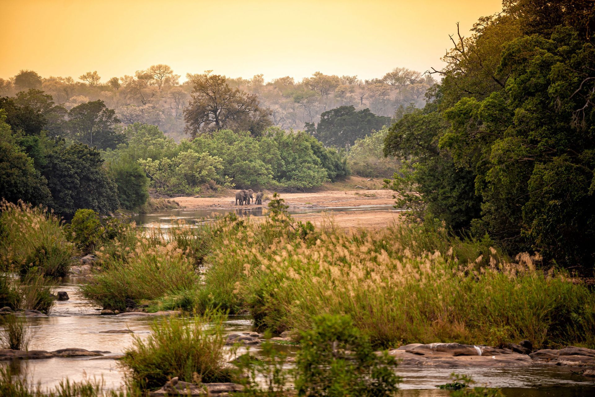 Quiet wetland at sunrise with tall grasses, trees, and a warm golden sky