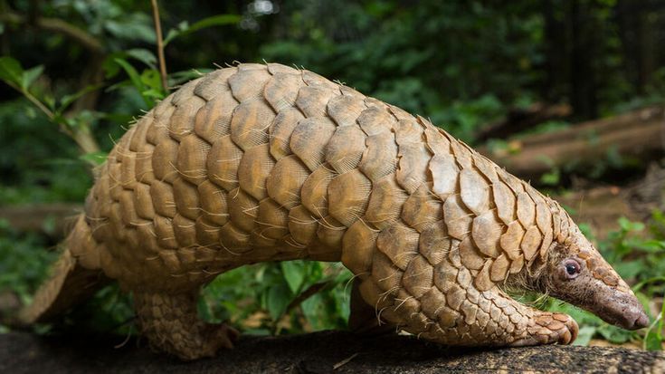 Pangolin walking on a forest floor, its tan scales visible against green foliage.