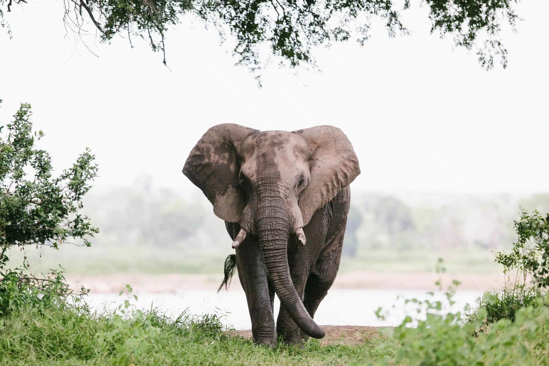 Elephant walking through grassy field near a river, framed by trees.
