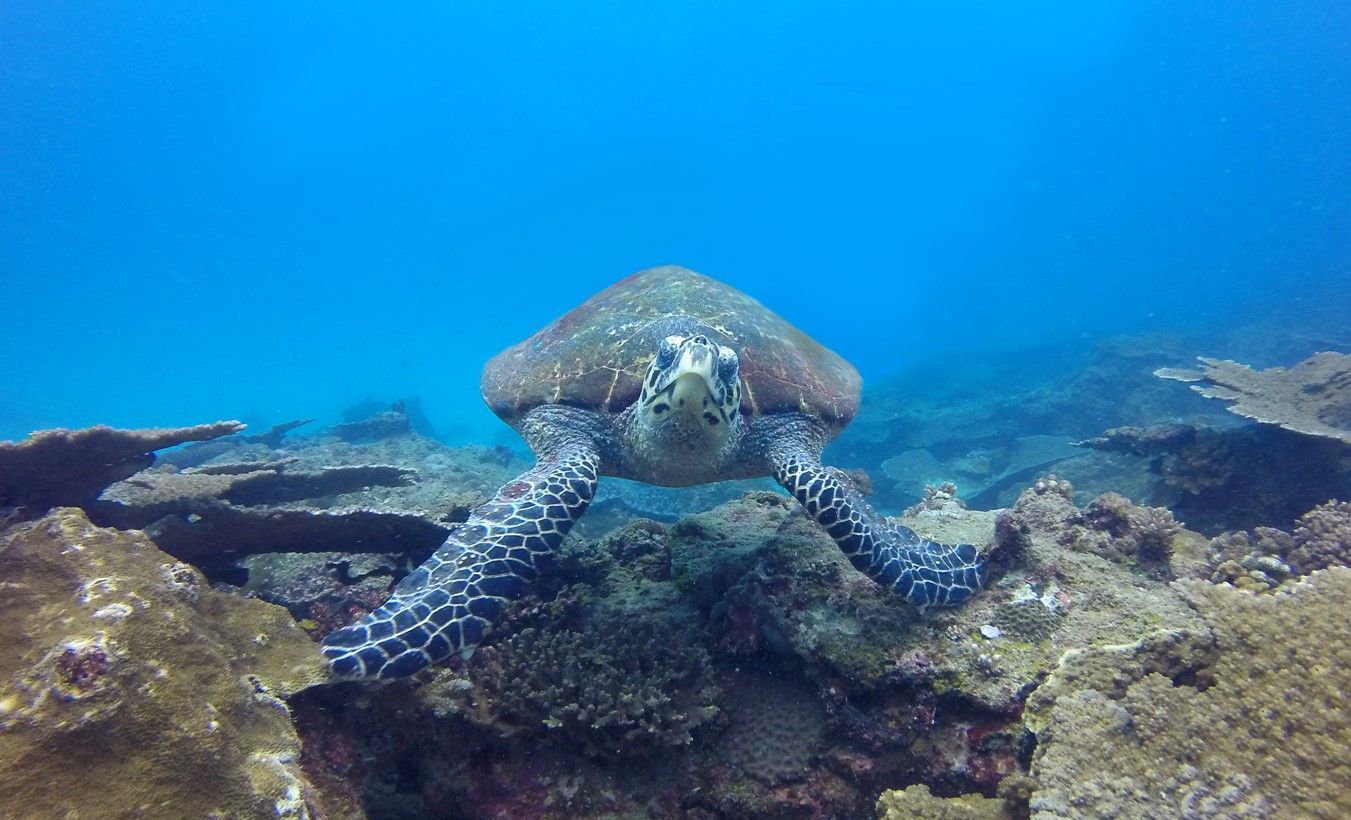 A two-mile reef blue turtle in Mozambique waters, off the East Coast of Africa.