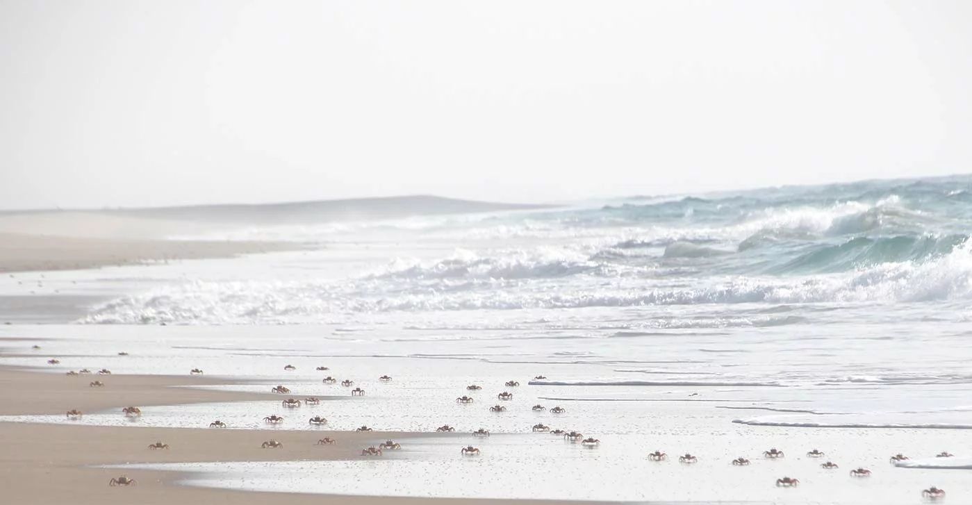 Crabs scattered along a bright sandy beach beside foamy waves under a pale sky
