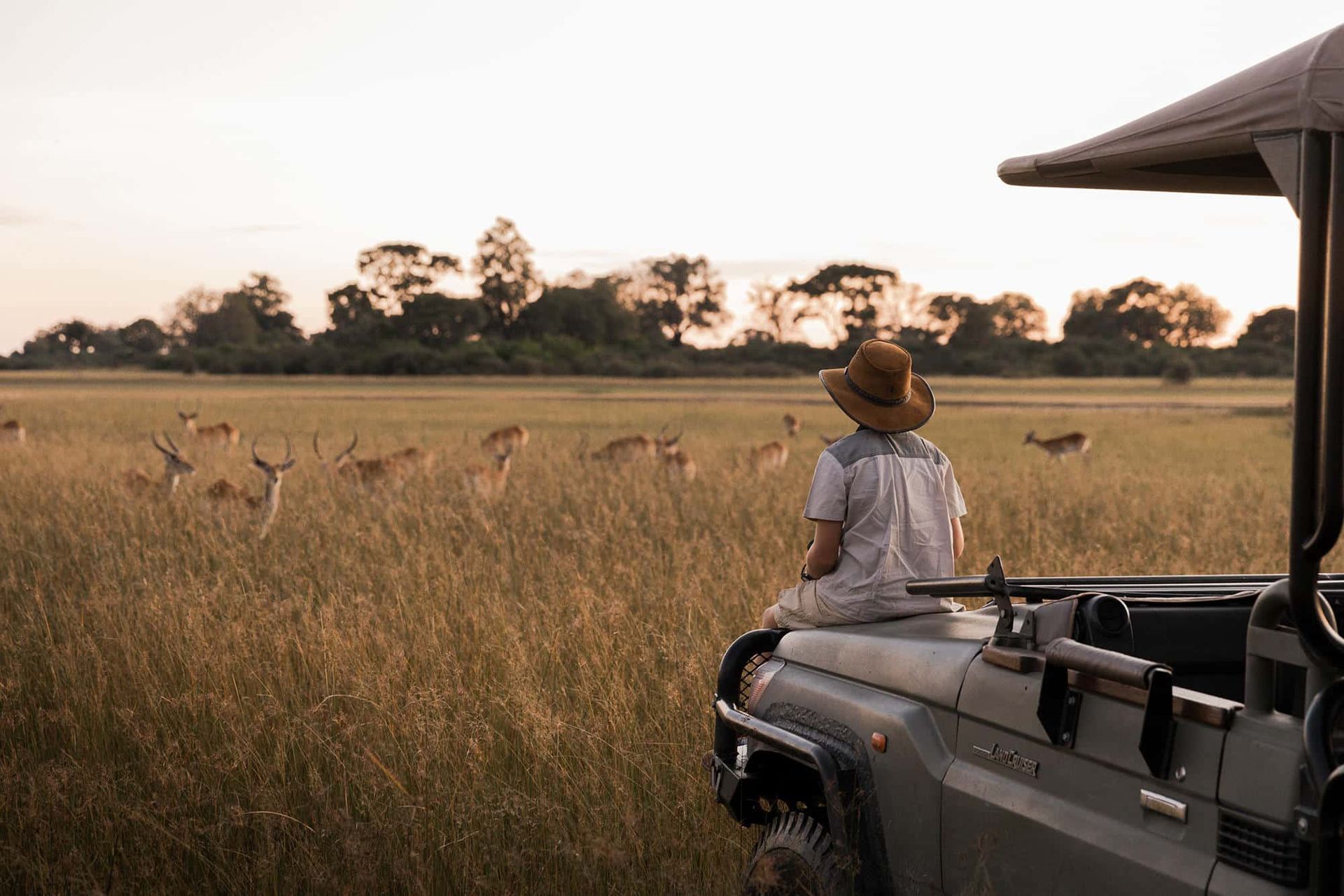 Safari guide in a vehicle watching antelope in tall grass at sunset