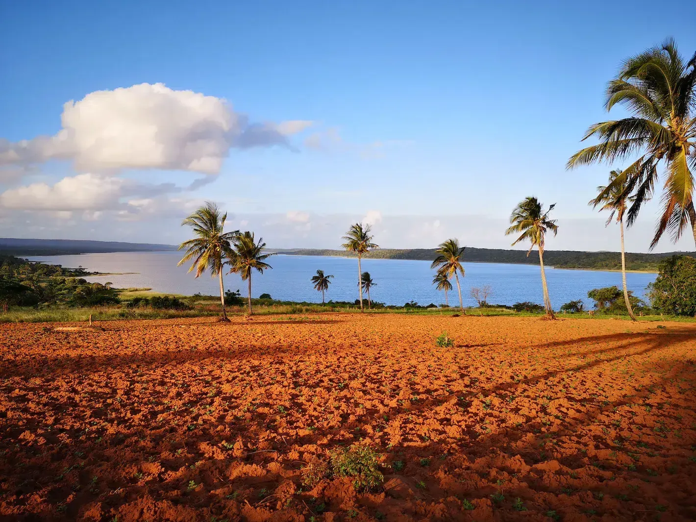 Palm trees over a red dirt field beside a calm blue sea under a bright sky