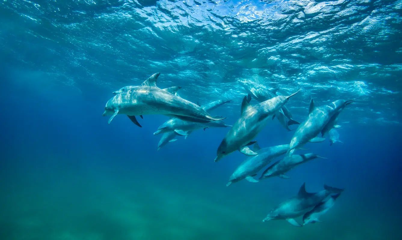 Dolphins swimming underwater in clear blue ocean water