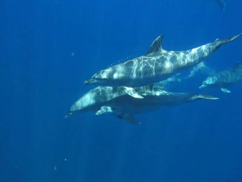 A pod of dolphins swims together through deep blue ocean water.