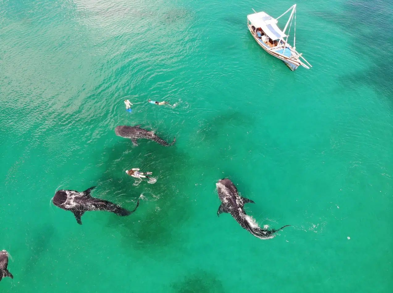 Aerial view of whales swimming in turquoise water near a small boat