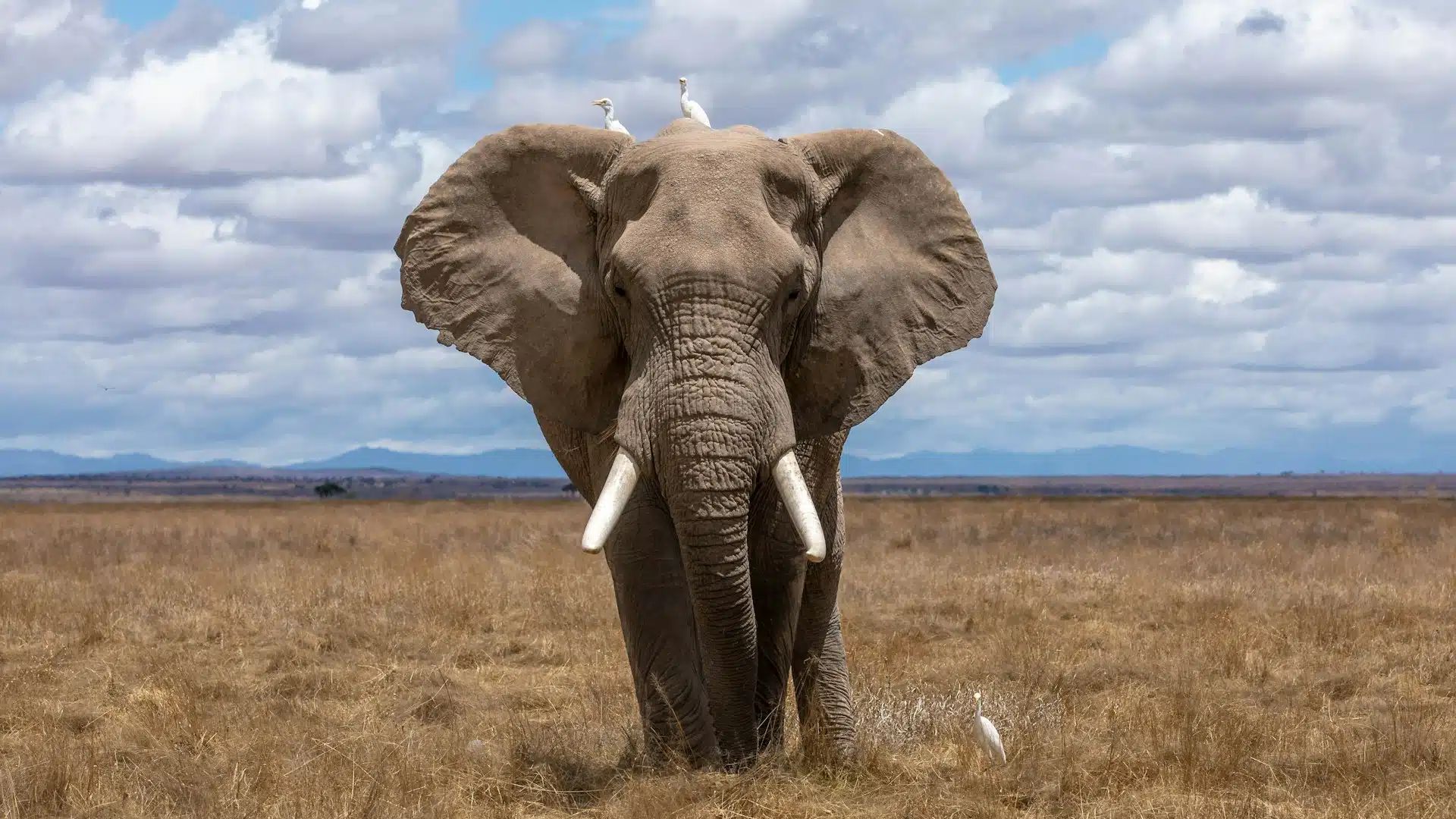 Elephant standing in a dry grassland under a cloudy sky, facing the camera.