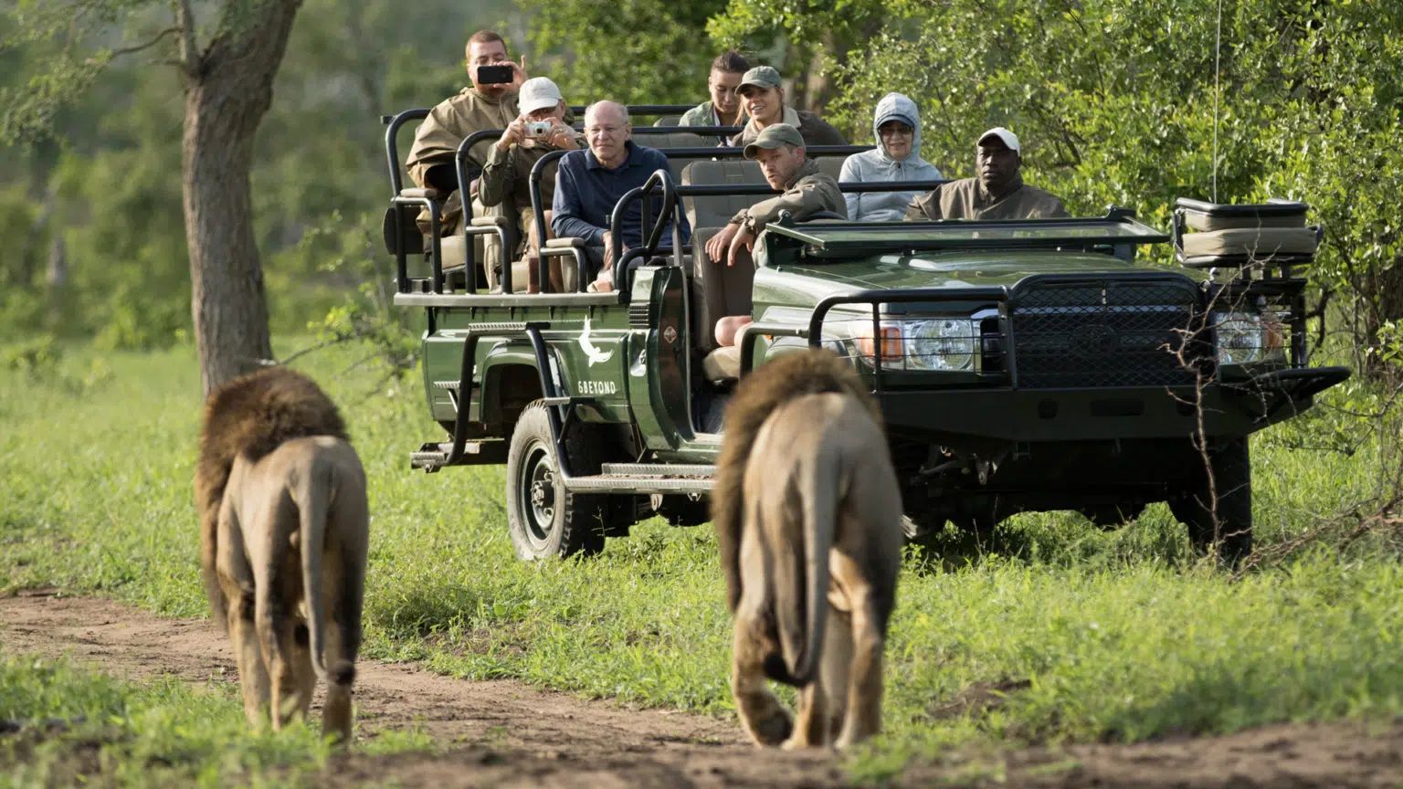 Safari tour vehicles with passengers watching two antelopes on a grassy dirt road