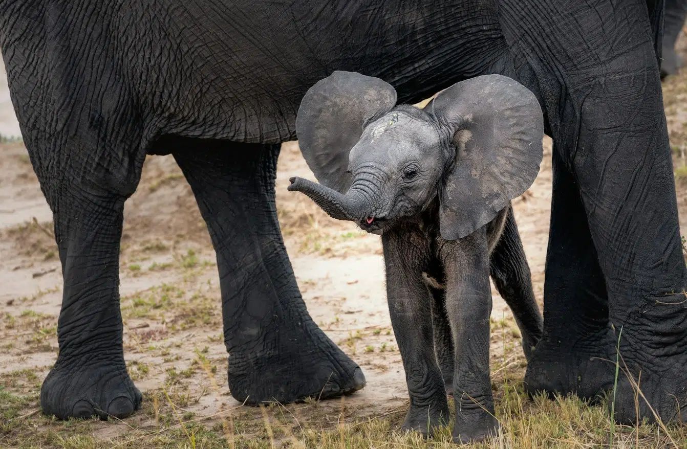 Did you know? Baby elephants stay with mum for up to 10 years. They even learn to eat by putting their trunks inside their mothers’ mouths to take food.