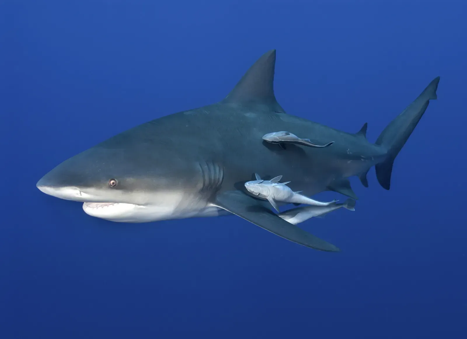 Close-up of a shark swimming in blue water with two small fish attached beneath it