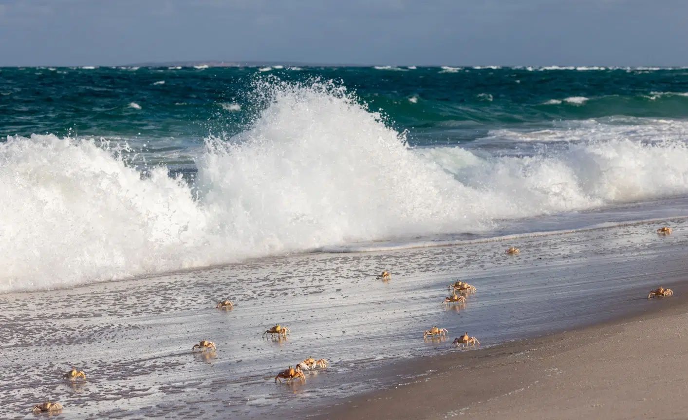 There are millions of crabs found on the beaches and around the island in the Bazaruto ~ Photo Credit @BCSS & Orlando, Miranda+Salvador Colvee.