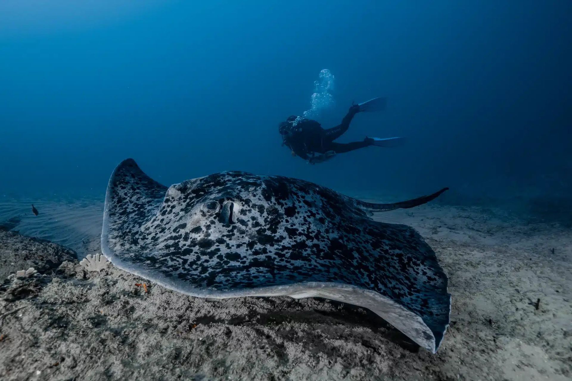Spotted stingray gliding over the seafloor with a diver in the blue water behind it