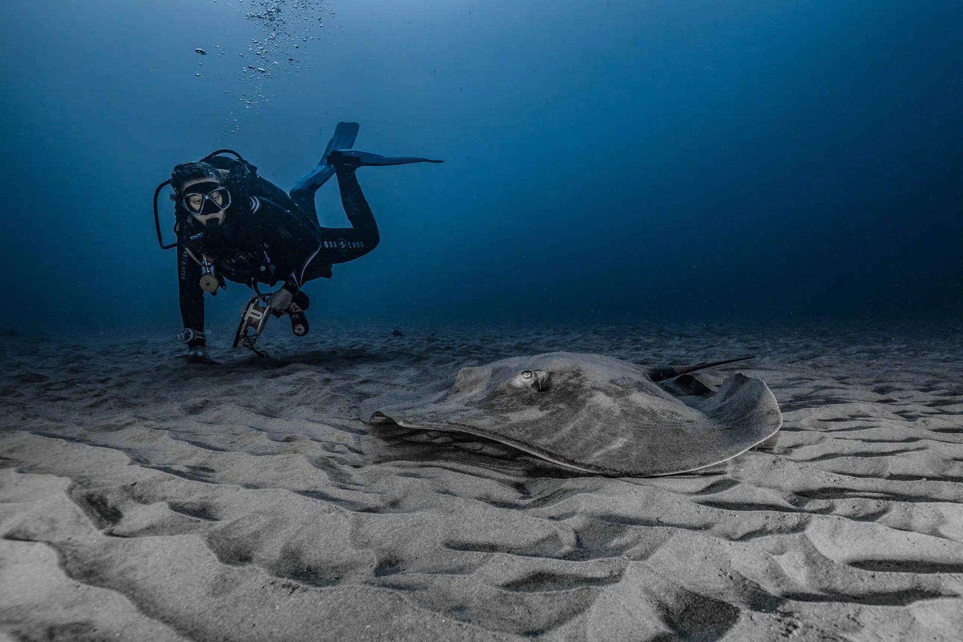 A scuba diver hovers over a sandy ocean floor while observing a large stingray resting on the seabed.