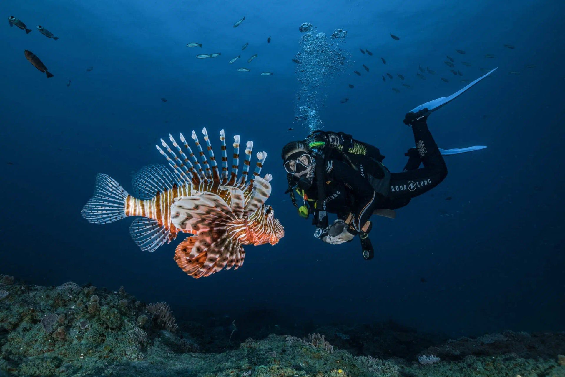 Scuba diver swimming beside a red lionfish underwater over a coral reef