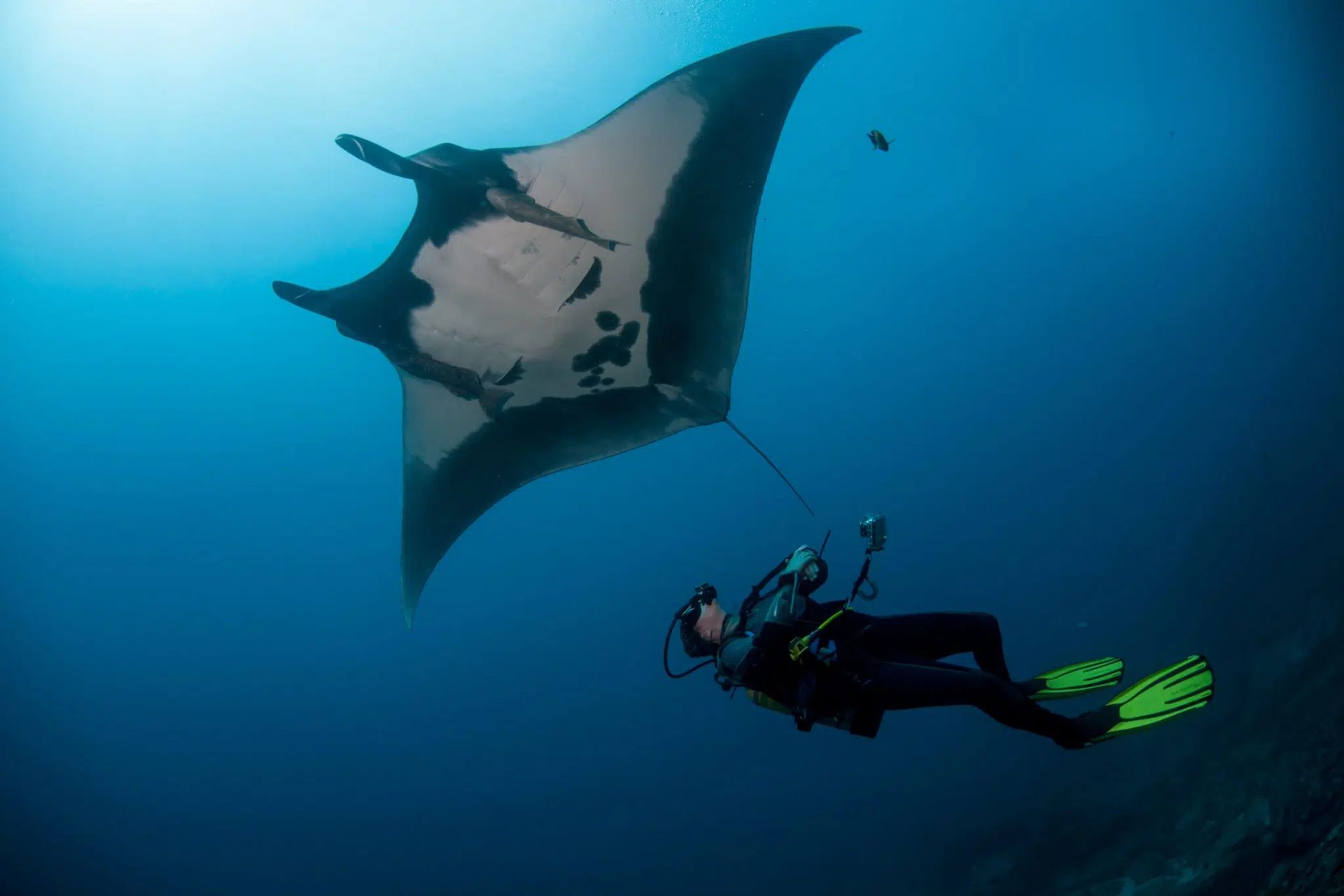 Scuba diver swimming near a giant manta ray in blue open water