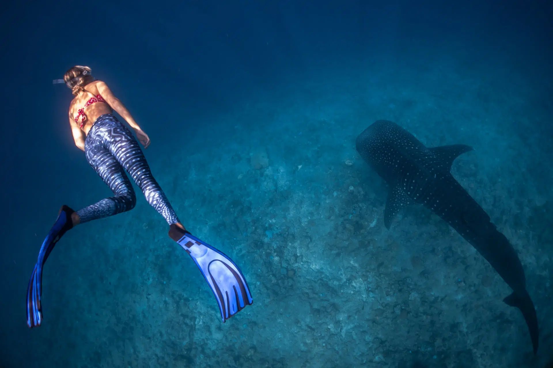 Snorkeler swimming over a blue ocean beside a whale shark shadow