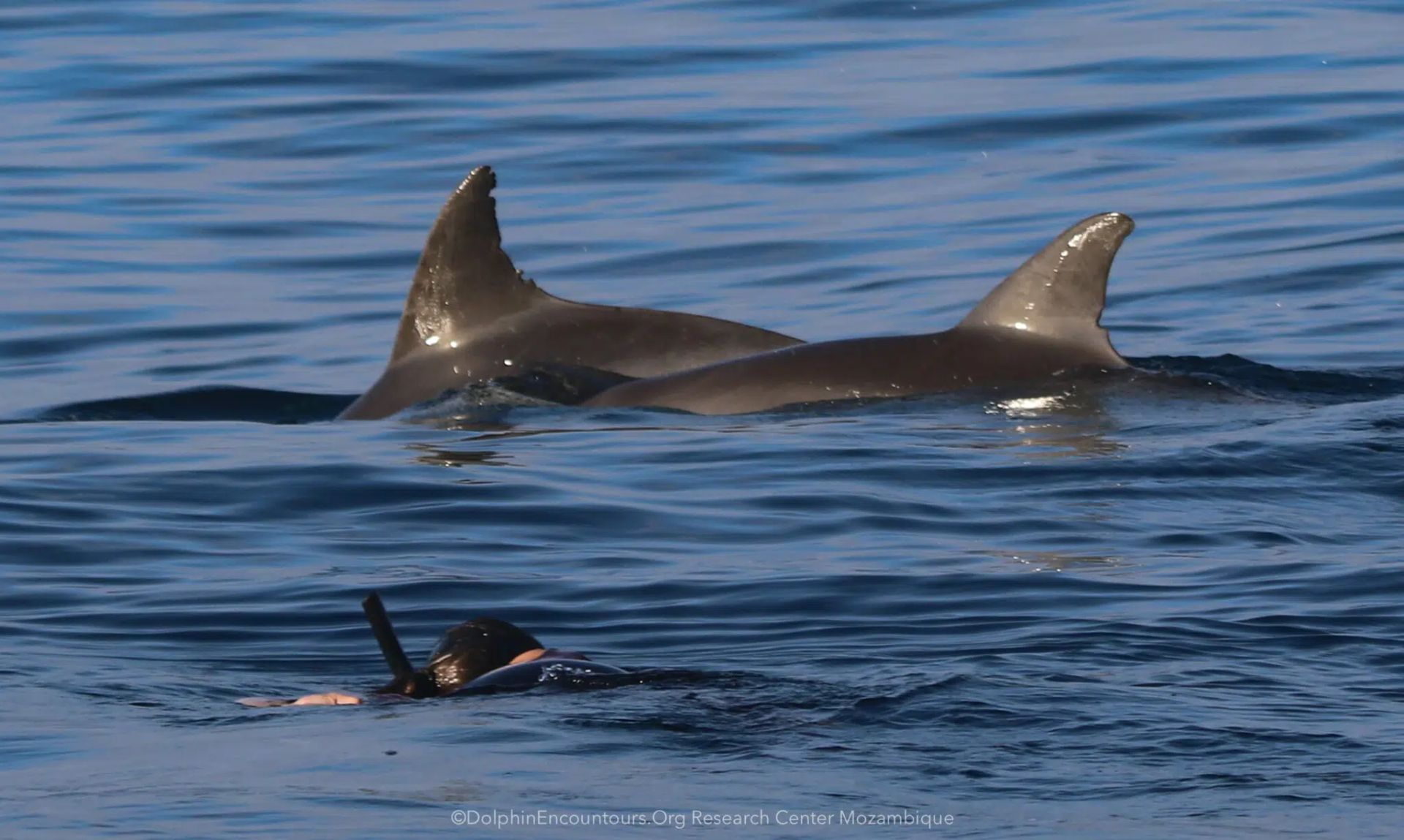 Dolphin dorsal fins cutting through blue ocean water beside a swimmer in snorkel gear