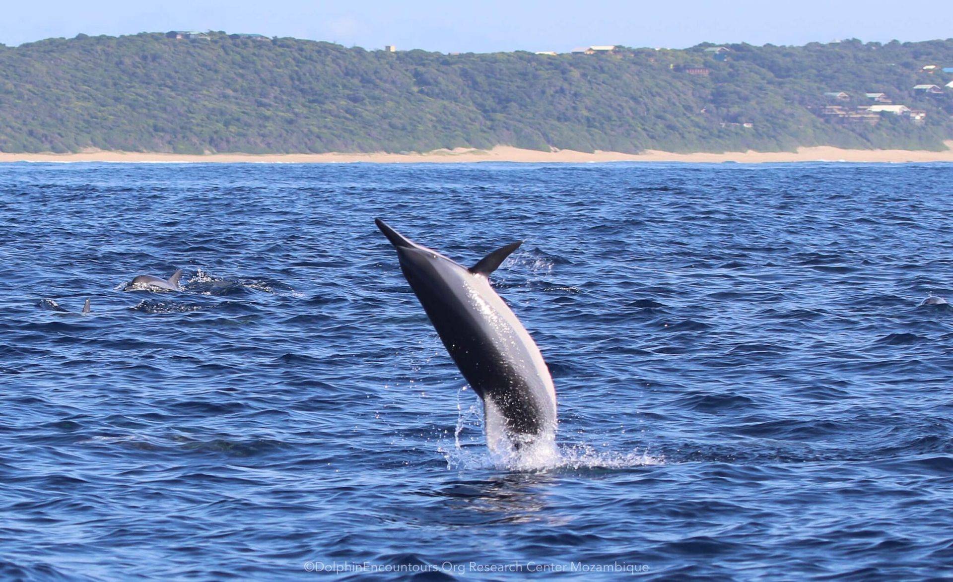 Dolphin leaping out of the ocean near a wooded shoreline under a clear sky