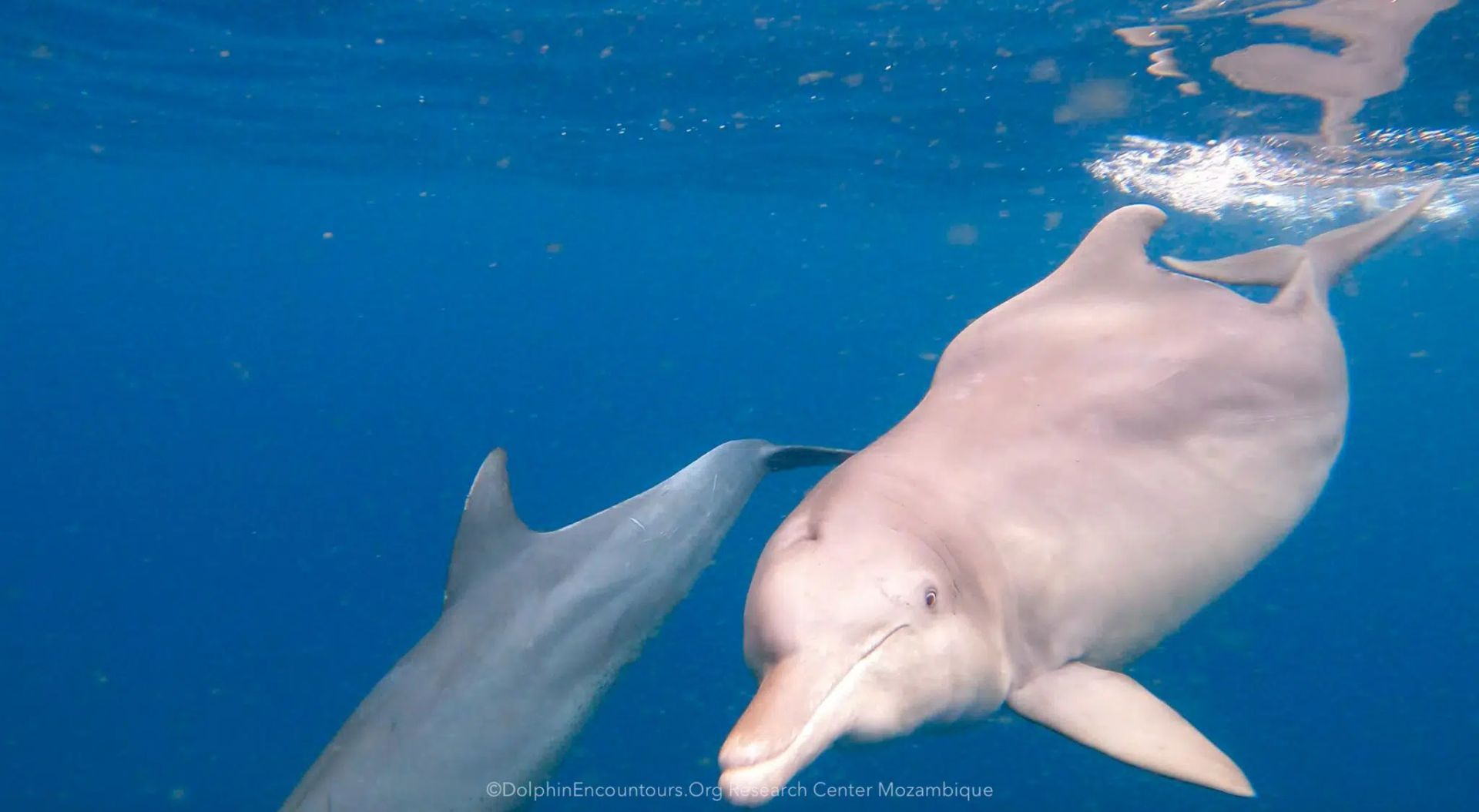 Two dolphins swimming underwater in clear blue ocean, one pale pink and one gray