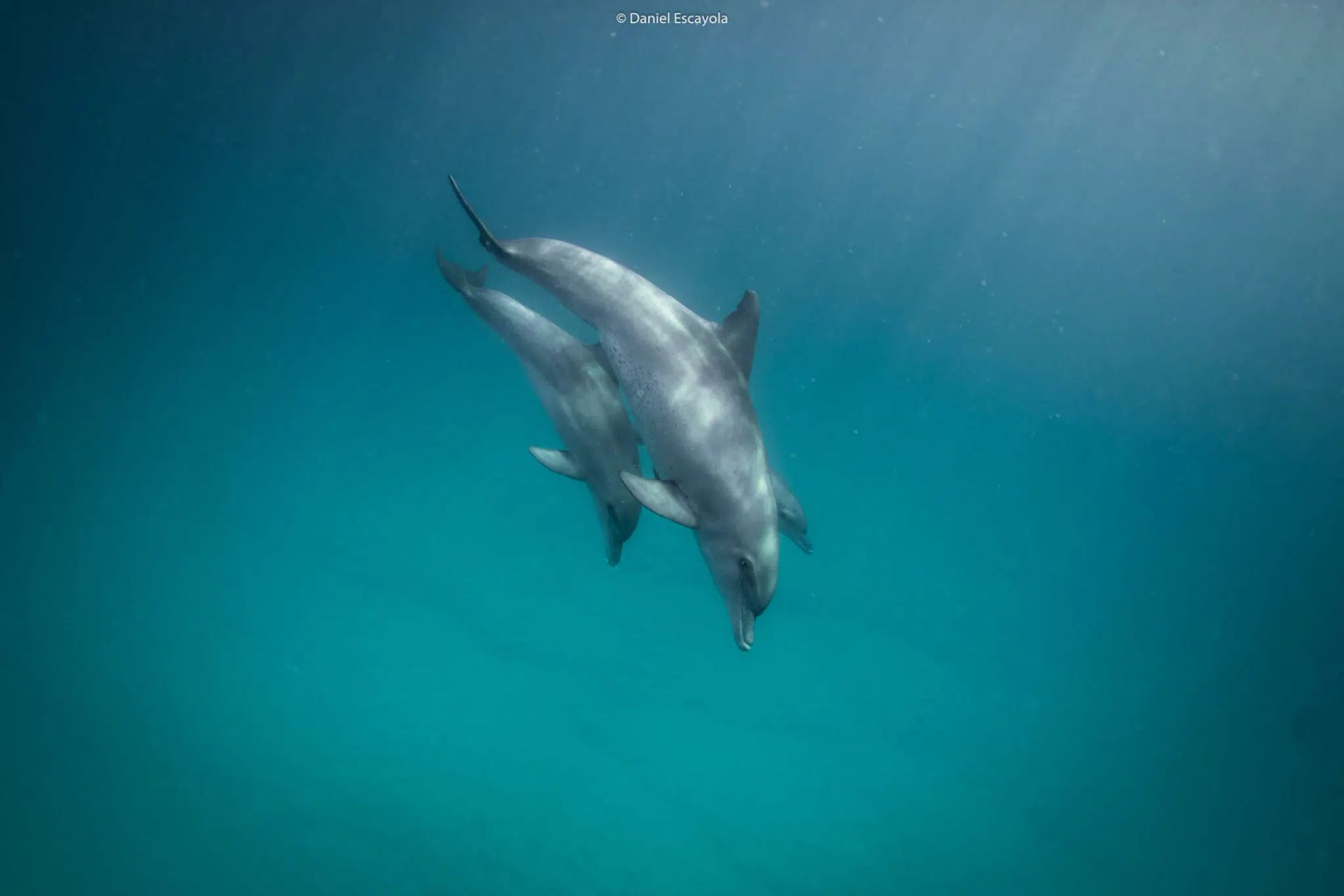 Dolphin swimming underwater in clear blue ocean water