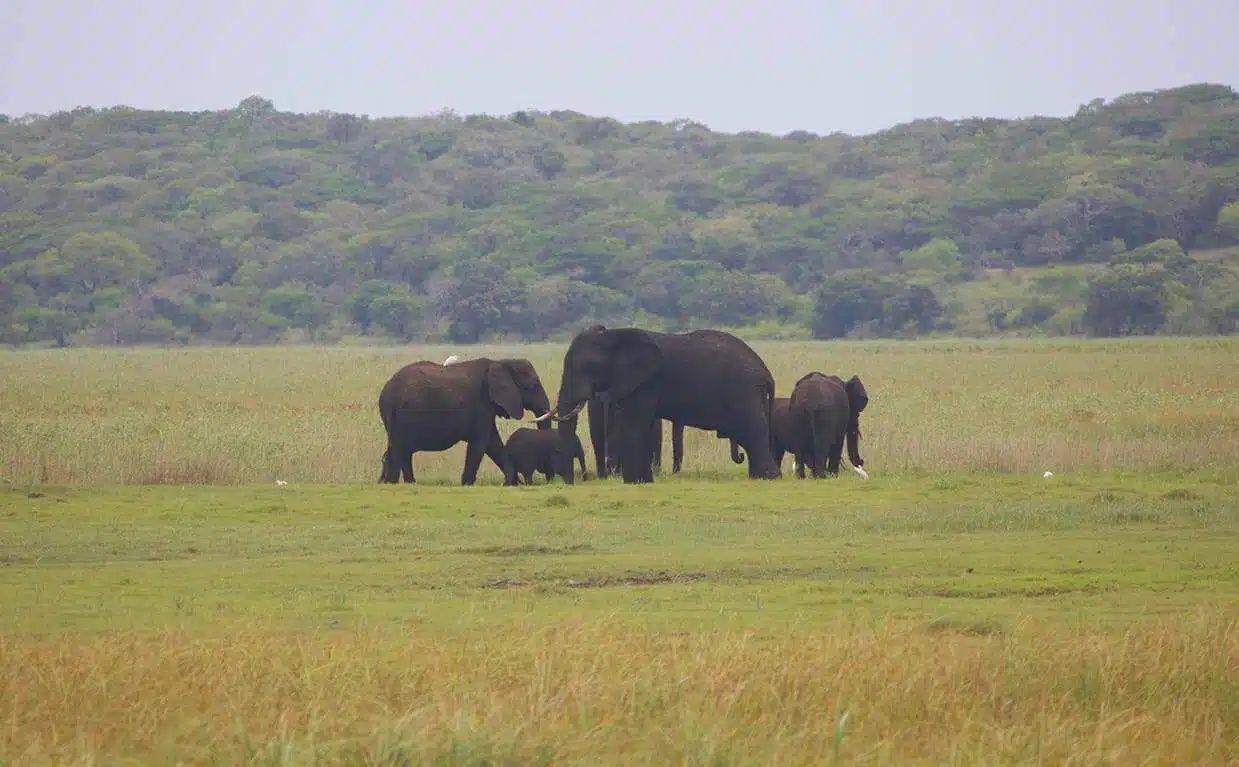 Elephants grazing in a grassy field with a forested hill in the background