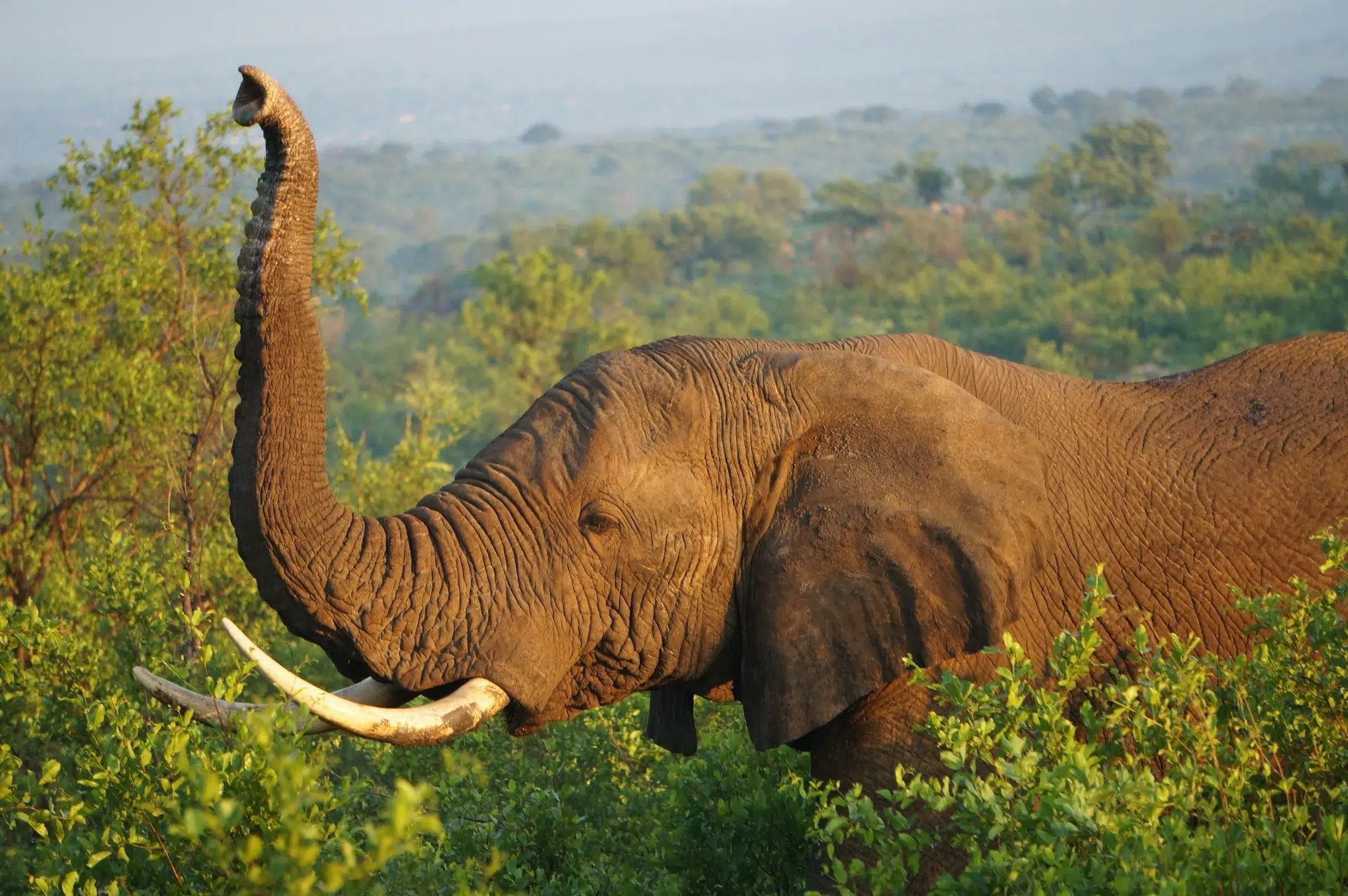 Elephant with long tusks standing in green brushland, trunk raised against a hazy backdrop