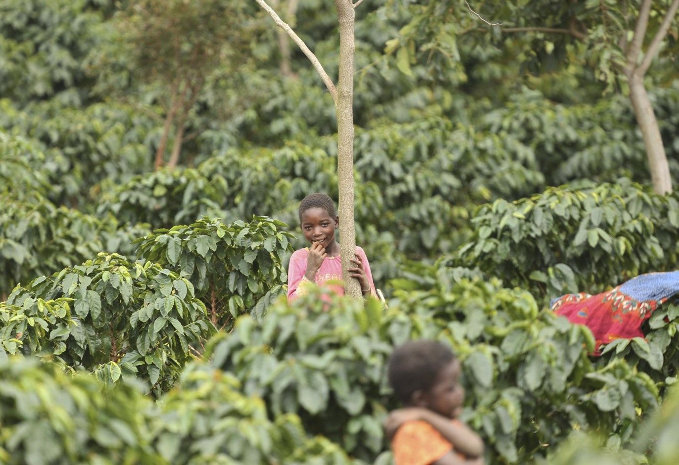 People standing among coffee plants in a lush green field, with one holding a tree trunk