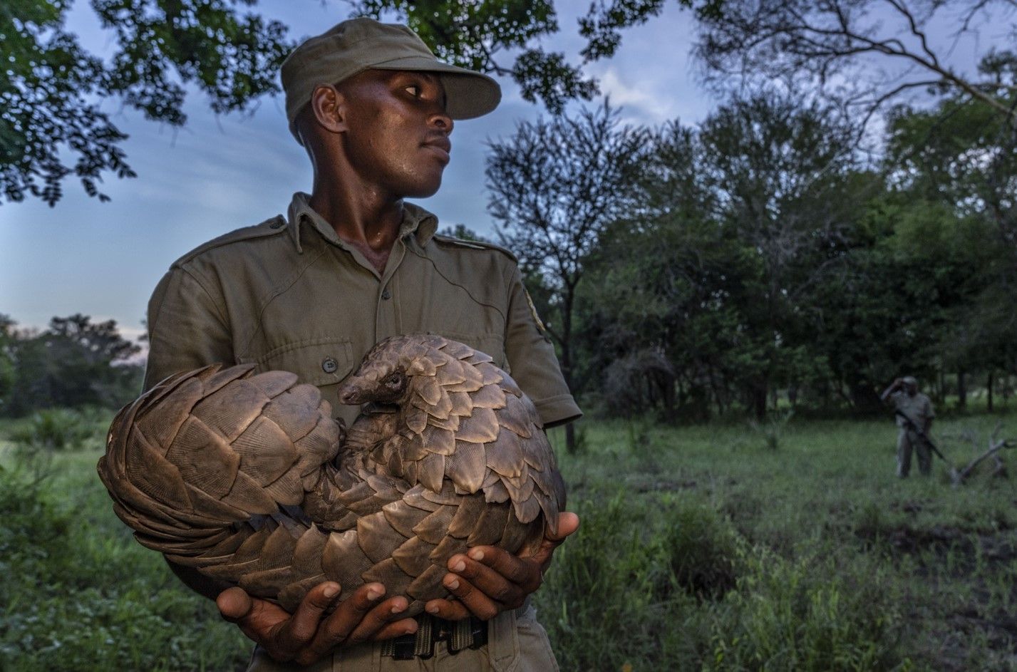 Ranger holding a curled pangolin in a grassy woodland at dusk