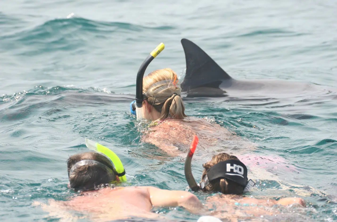 Three snorkelers swimming near a dolphin’s dorsal fin in choppy blue water