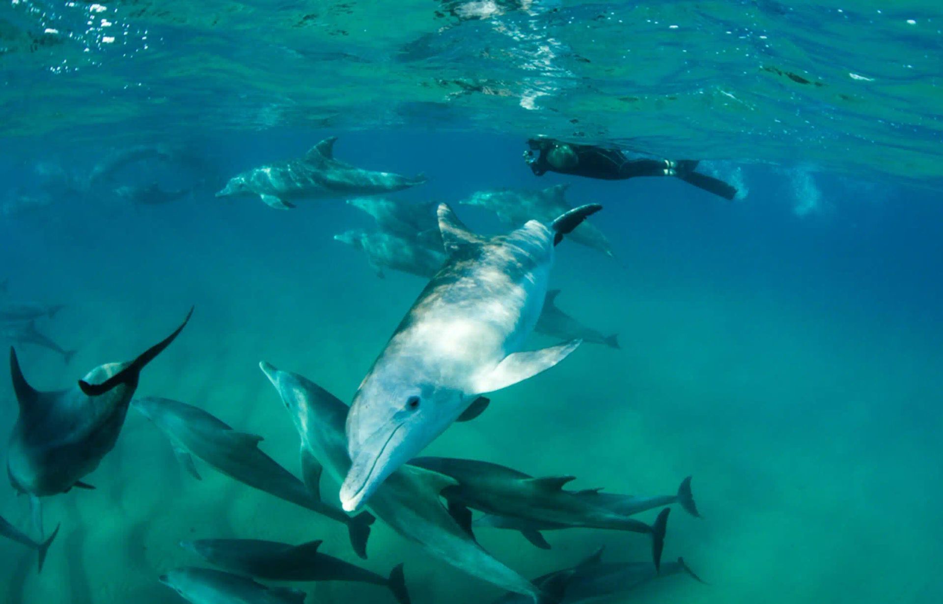 Dolphins swimming together underwater in clear blue-green ocean water