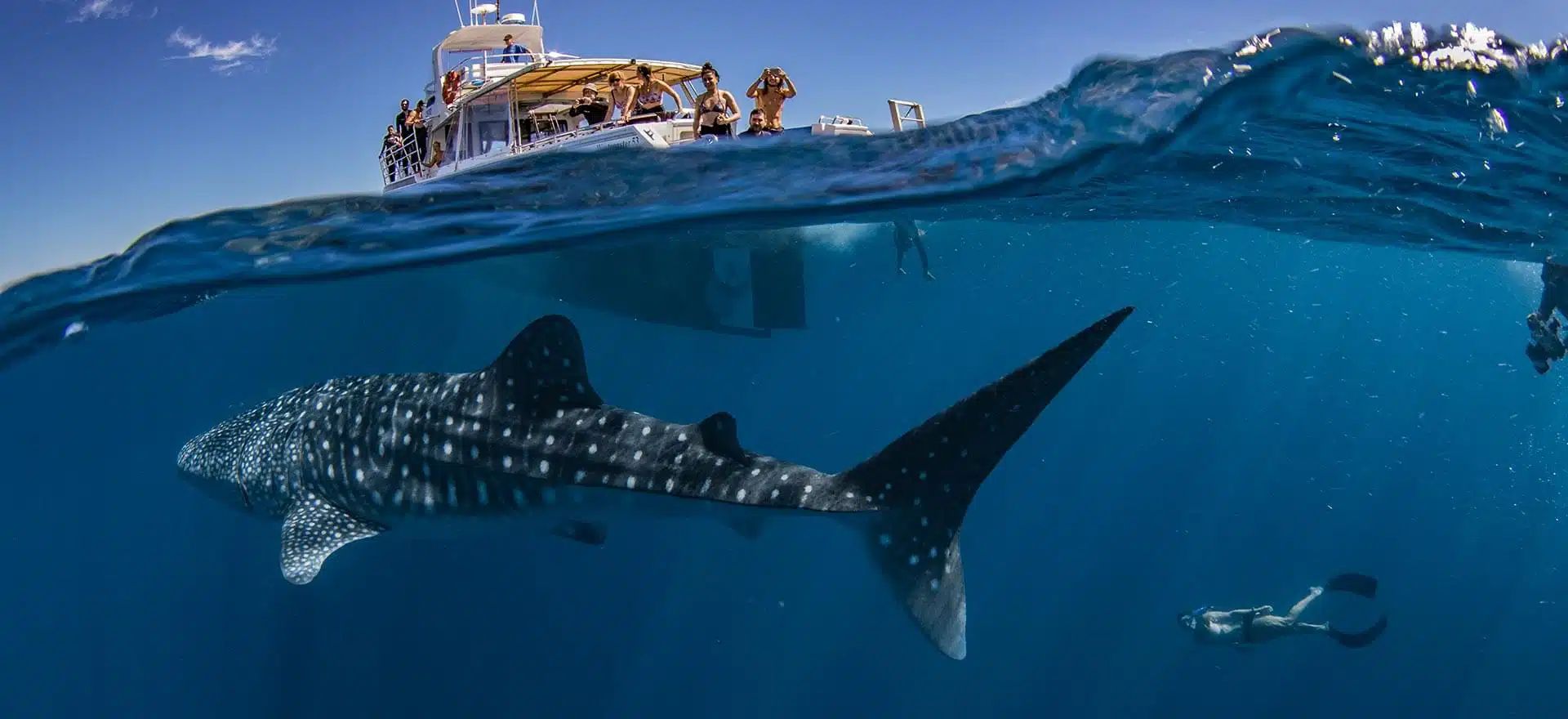 Whale shark swimming beneath a boat in clear blue ocean water