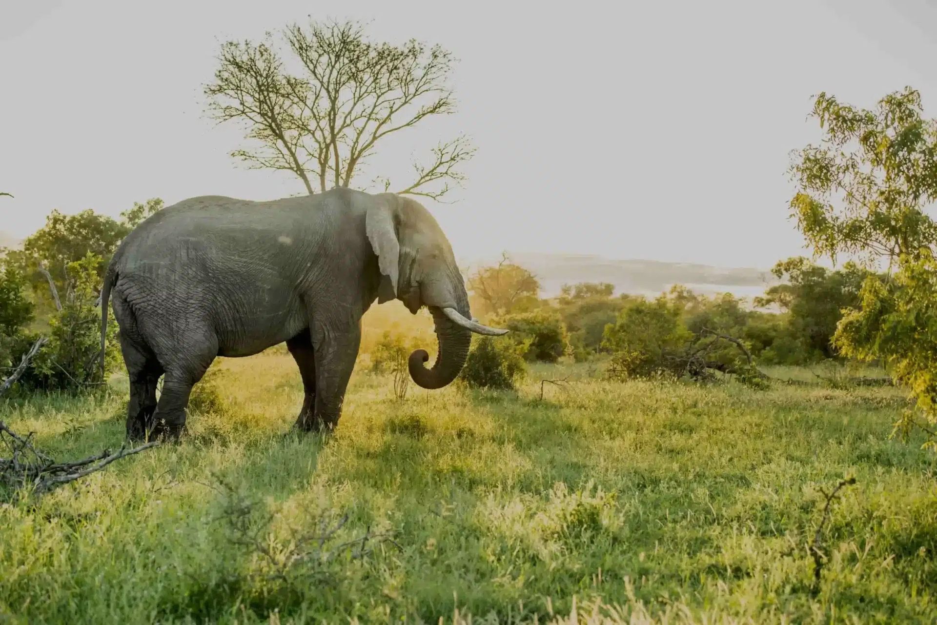 Kruger Londolozi and Azura Benguerra Bush and Beach Holiday