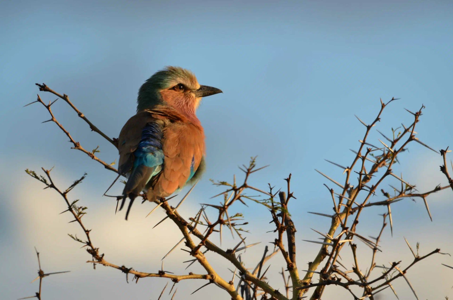 Colorful bird perched on bare branches against a clear blue sky