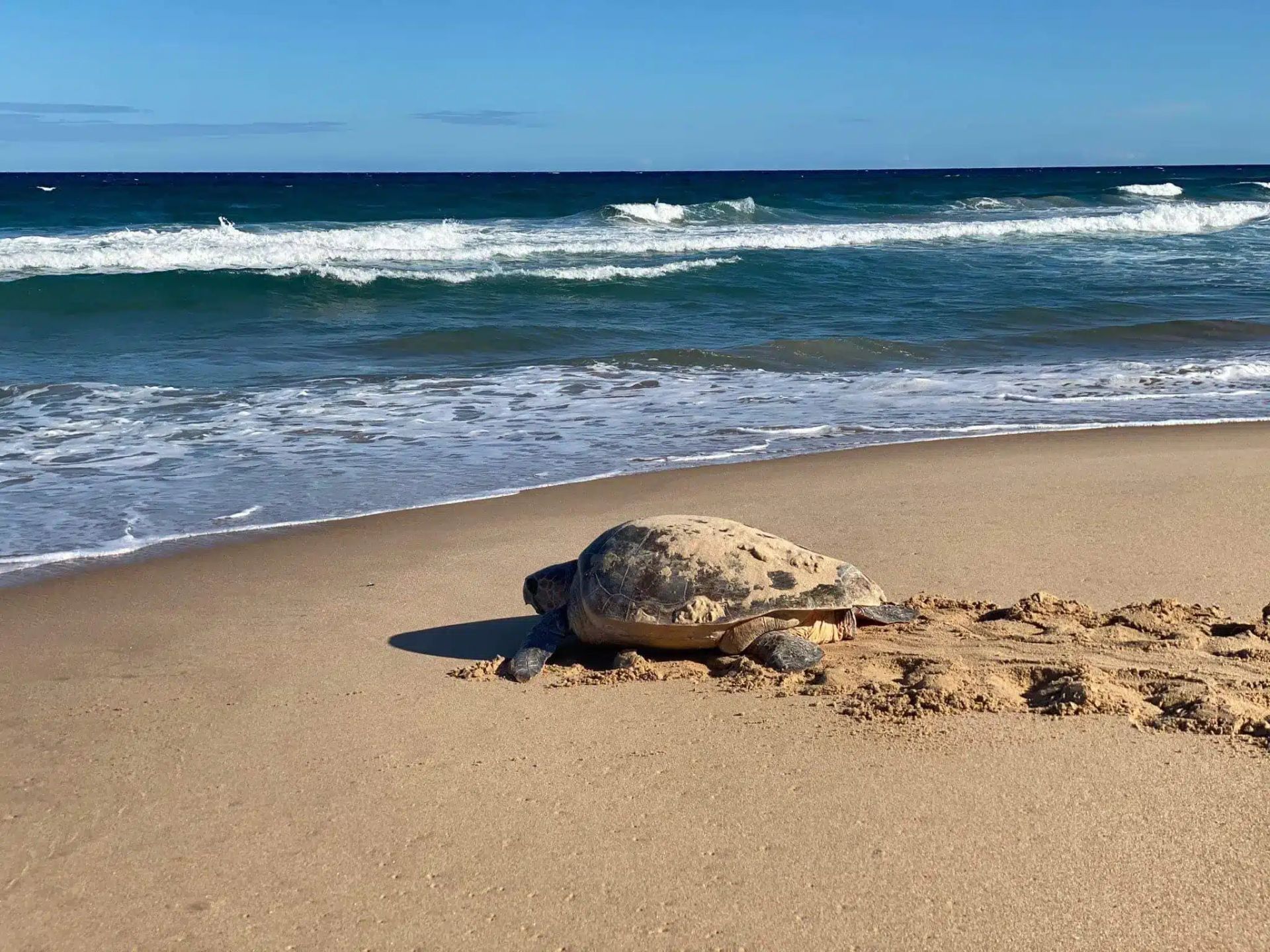 Sea turtle on sandy beach with waves rolling in under a blue sky