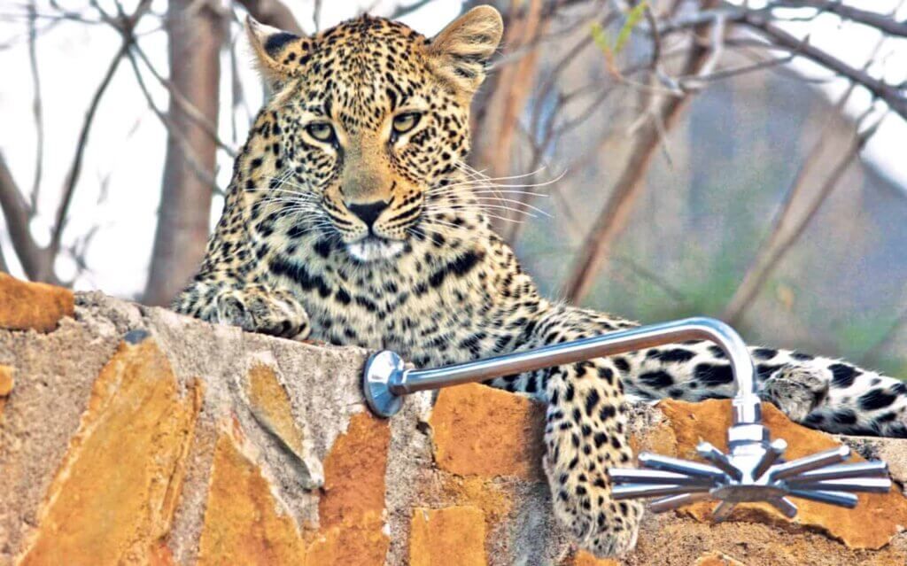 Leopard resting on a rock beside metal bars, looking directly at the camera.