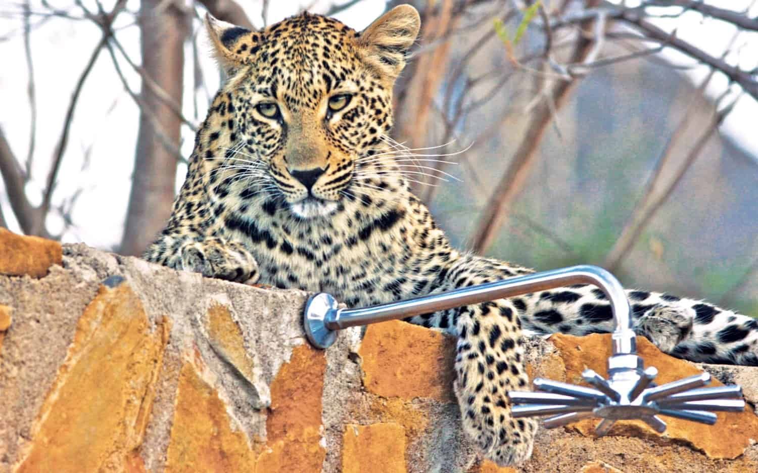 A leopard rests on a stone wall next to a metal outdoor shower head, looking directly at the camera.