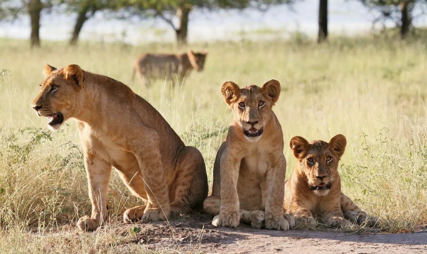 Three lions resting in dry grassland, with one looking left and two facing forward.