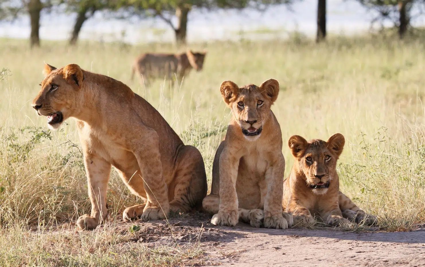 Three lion cubs resting on dry grass, with one sitting upright and two lying down in a savanna.