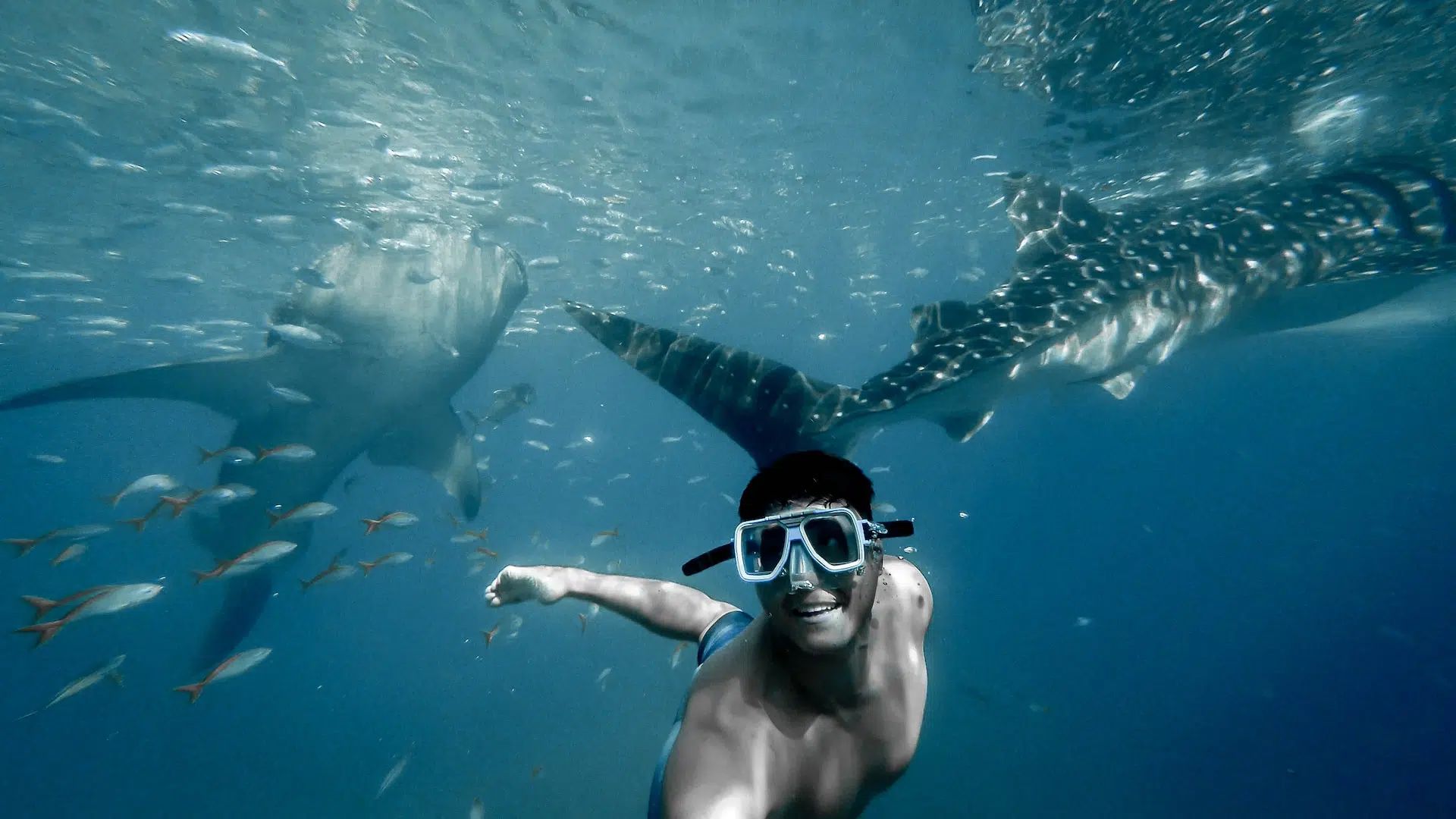 Snorkeler in blue water with fish swimming nearby, looking toward the camera