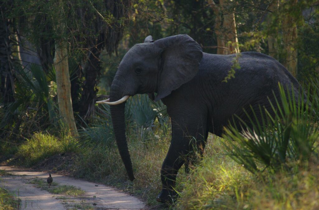 Elephant walking beside a forest path in lush greenery, trunk hanging low