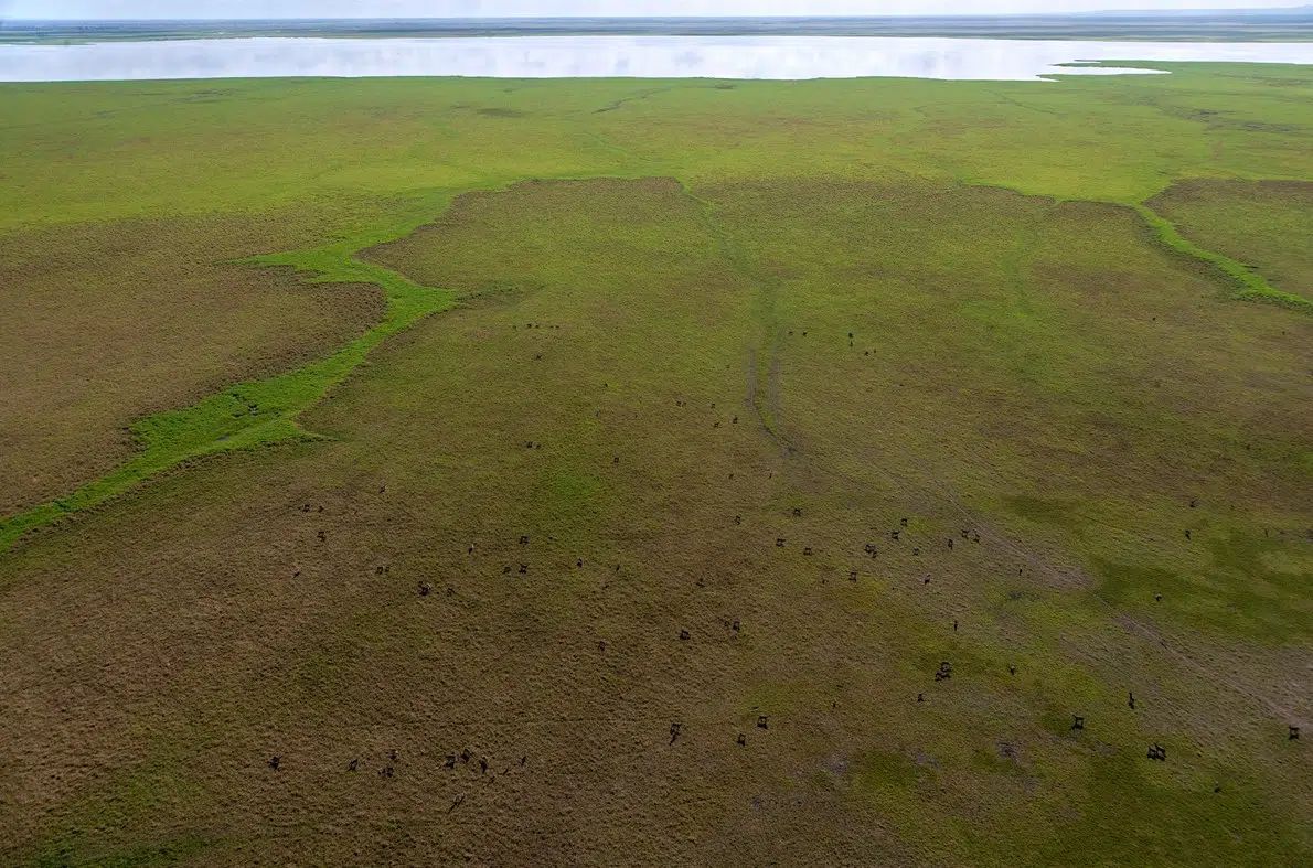 Wide muddy green marshland with shallow water and a distant horizon under cloudy sky