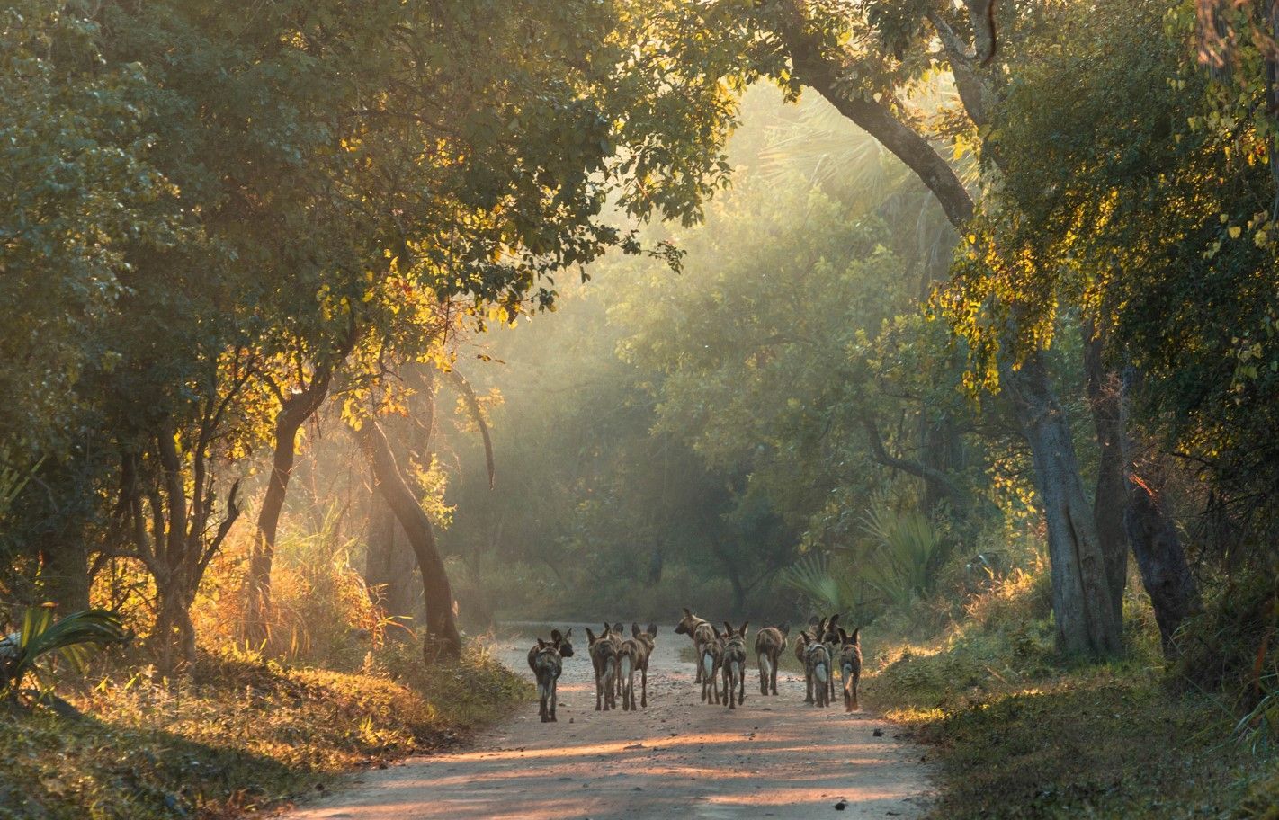 A pack of African wild dogs patrols a dusty path—one of the many success stories of Gorongosa’s conservation work.