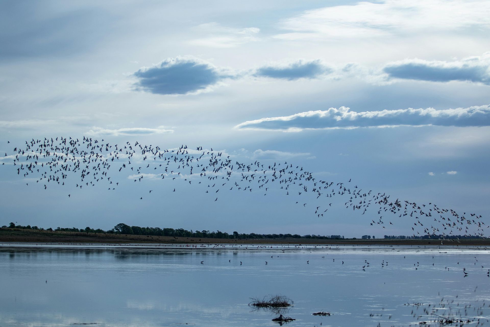 A flock of birds flying over a calm shoreline under a cloudy blue sky.
