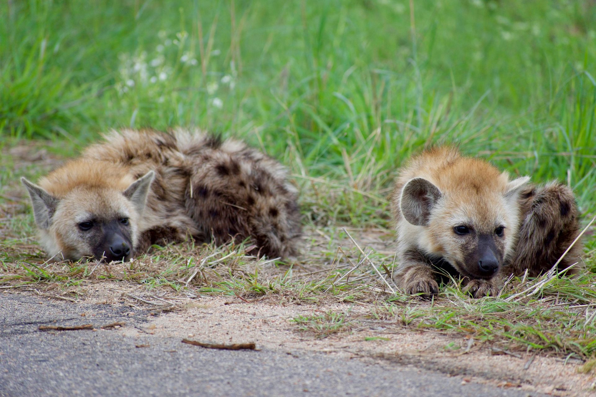 Two hyena cubs lying in grass near a dirt path, both resting with their faces visible