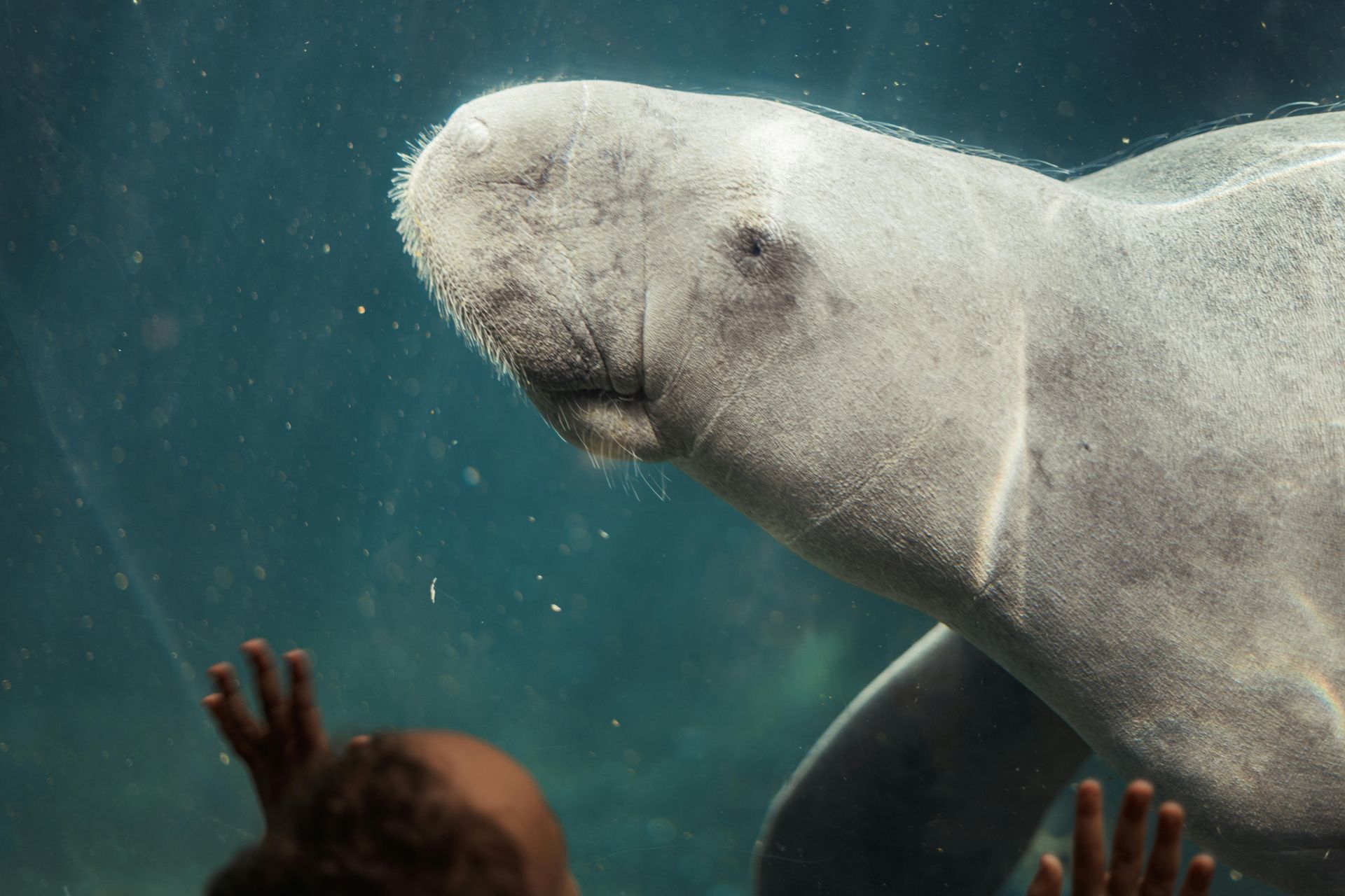 Dugong underwater near a person reaching up from below, in blue-green water