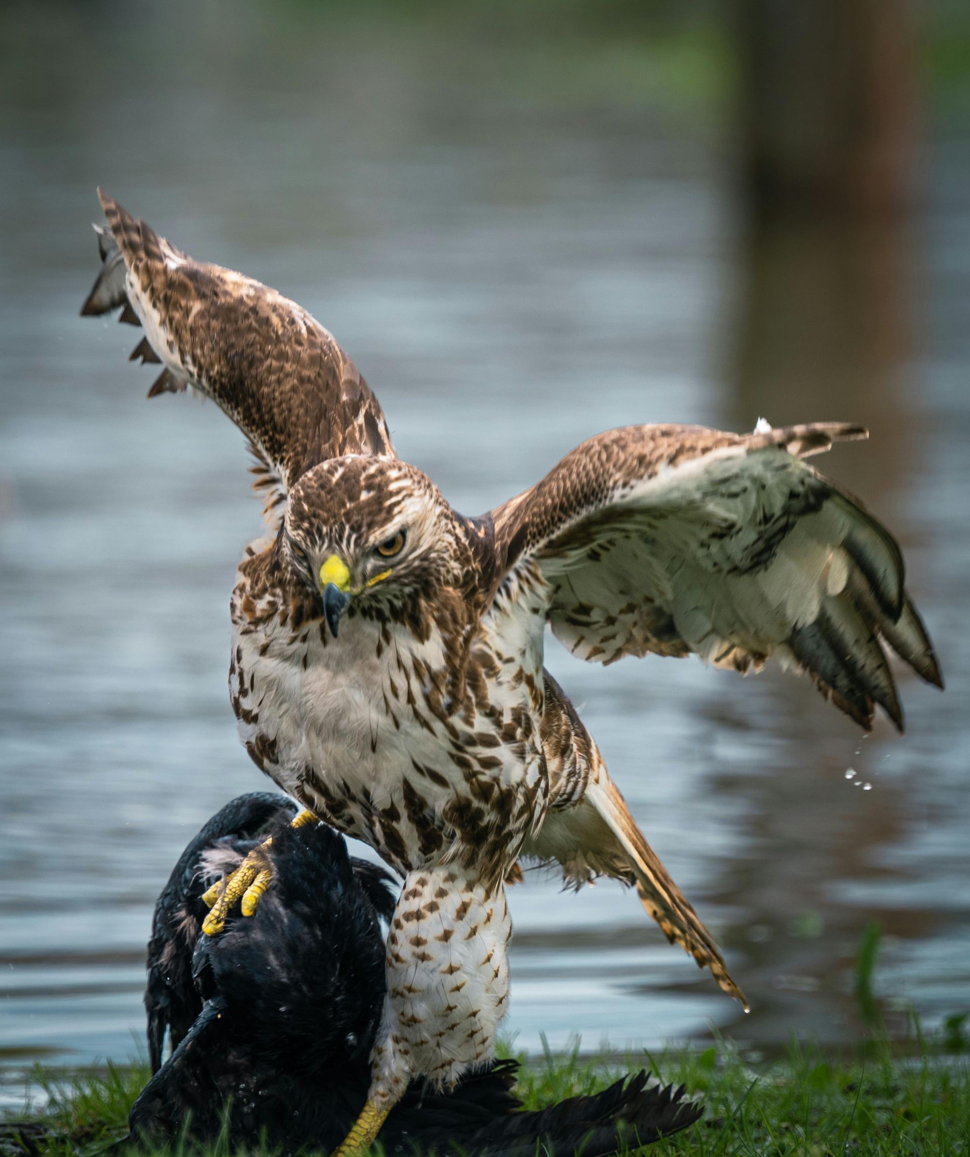 Two wet birds tussling in shallow water, one brown speckled with wings spread over a dark bird.