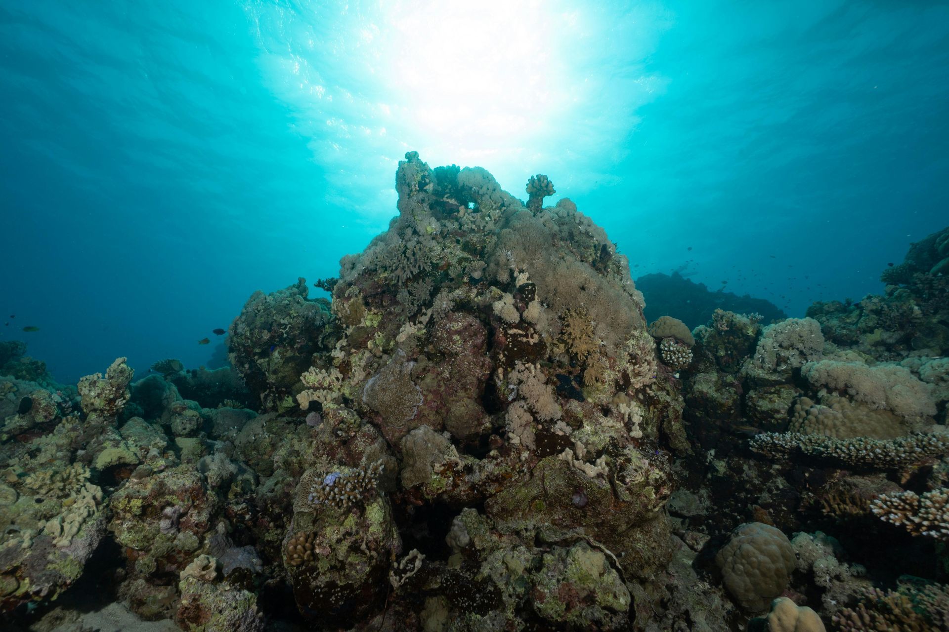 Underwater coral reef with a rocky coral mound and blue sunlight filtering through the water