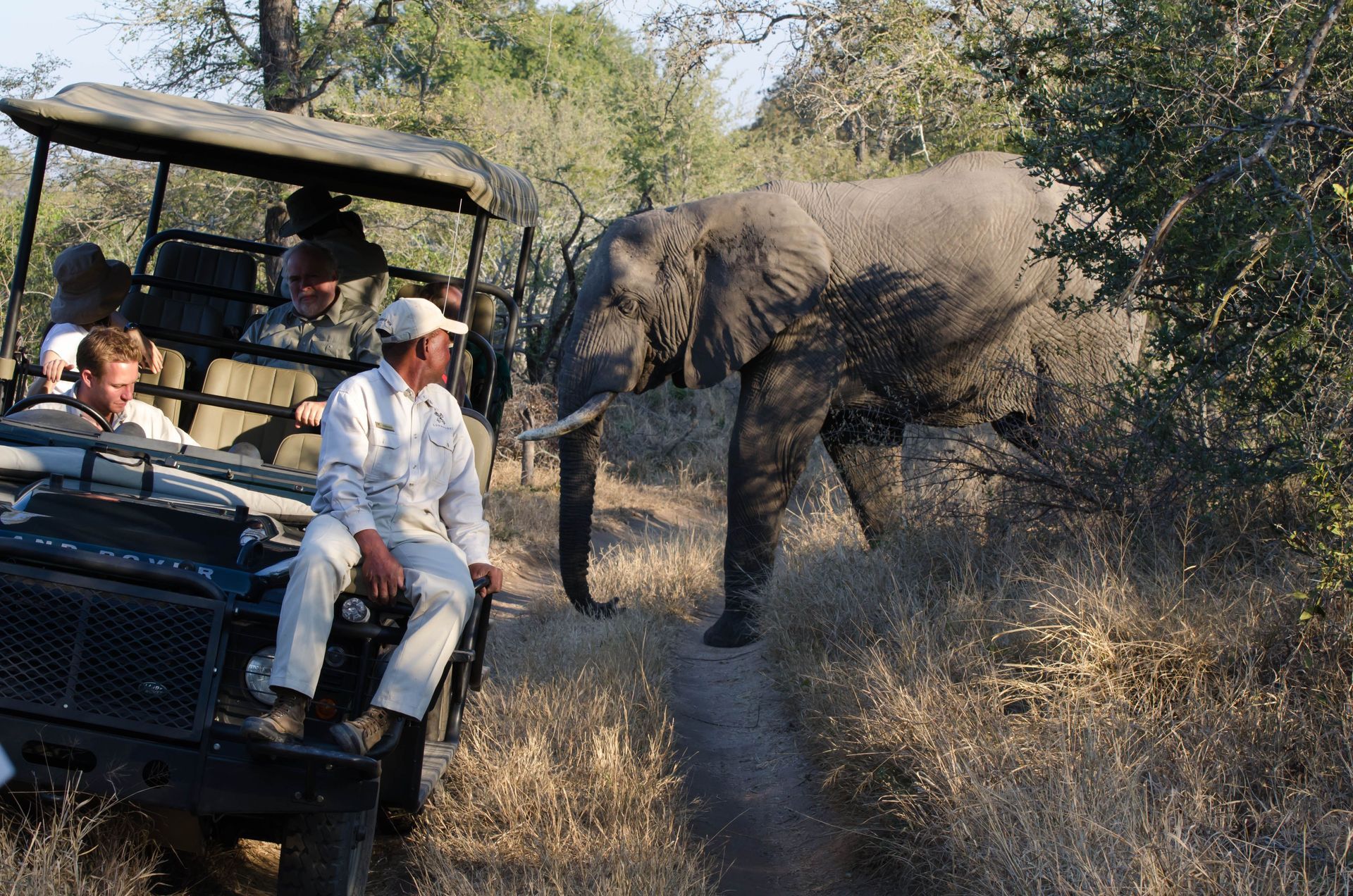 Safari jeep beside an elephant in dry brush, with passengers watching nearby.