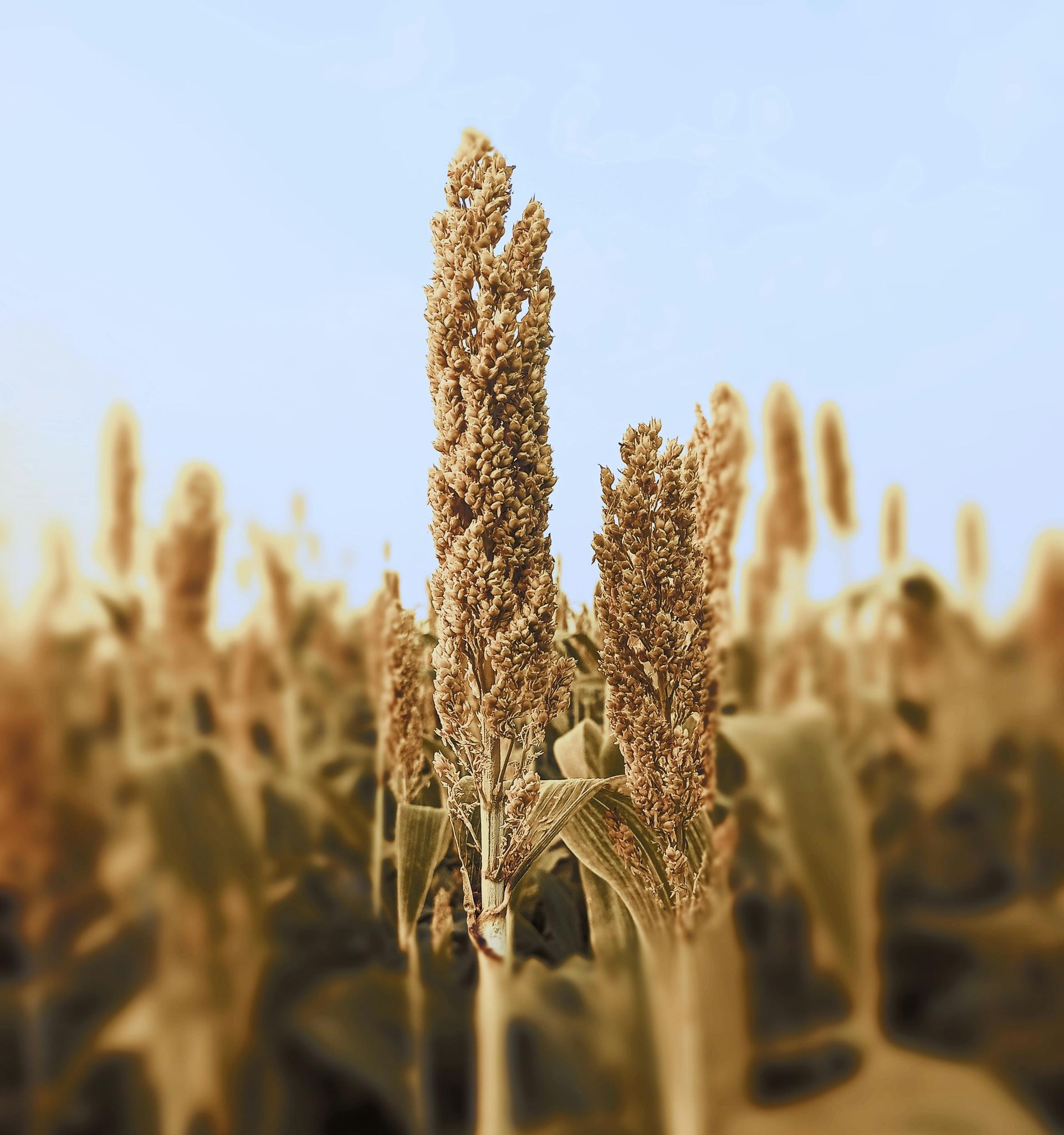 Golden sorghum heads in a sunlit field against a soft blue sky